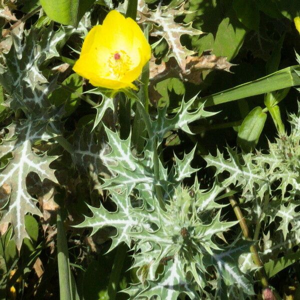 Argemone mexicana Flower