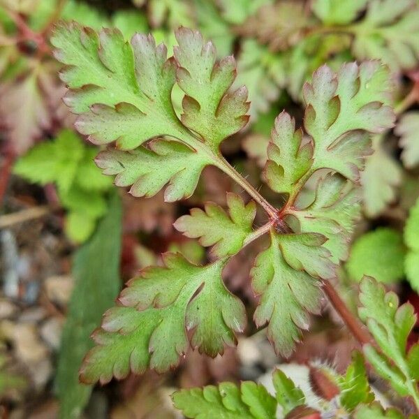 Geranium purpureum पत्ता