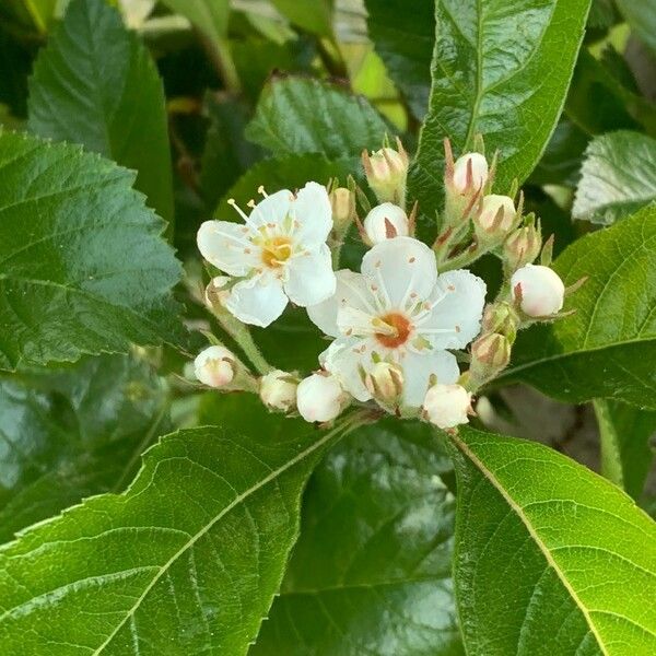 Crataegus crus-galli ফুল