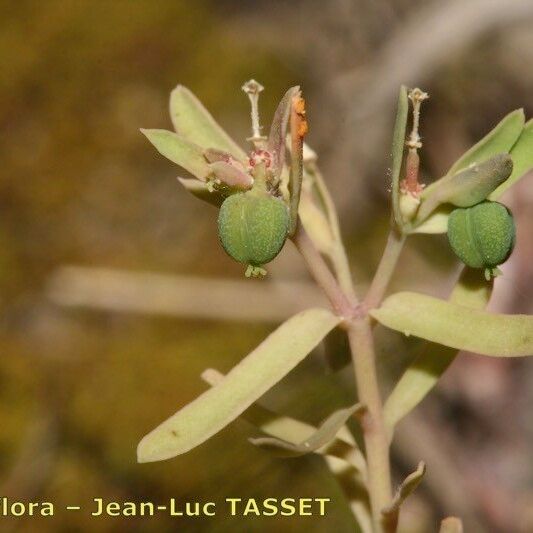 Euphorbia sulcata Характер