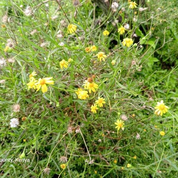 Senecio inaequidens Кветка