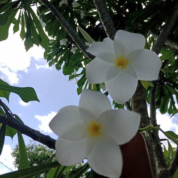 Plumeria pudica 花