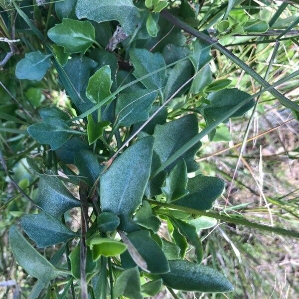 Senecio angulatus 葉