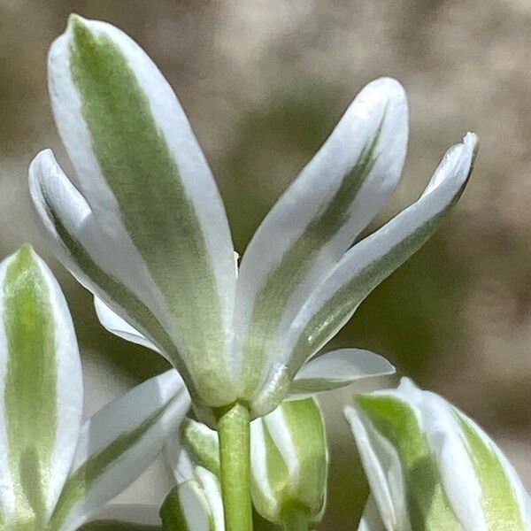 Ornithogalum orthophyllum Flower