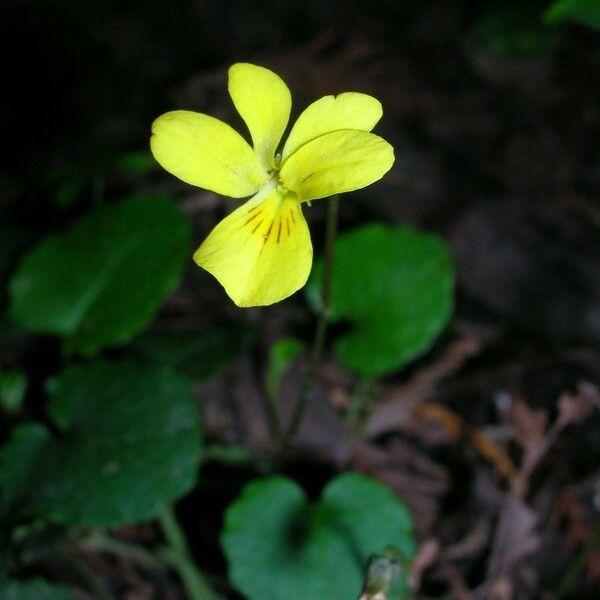 Viola sempervirens Vivejo