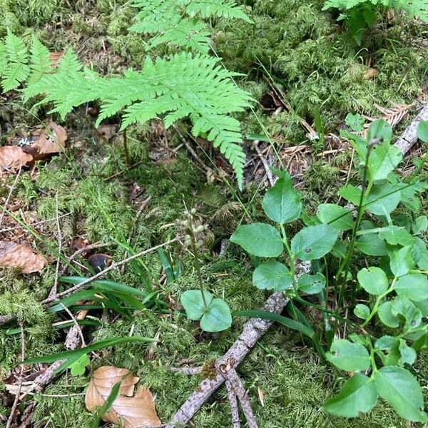 Neottia cordata Flor