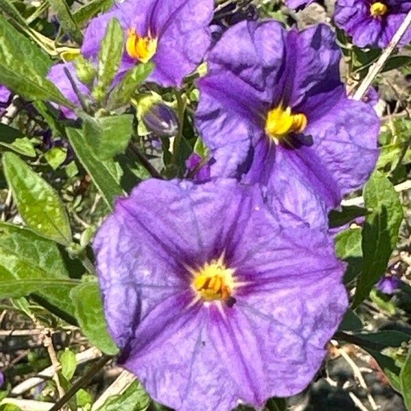 Lycianthes lycioides Flower