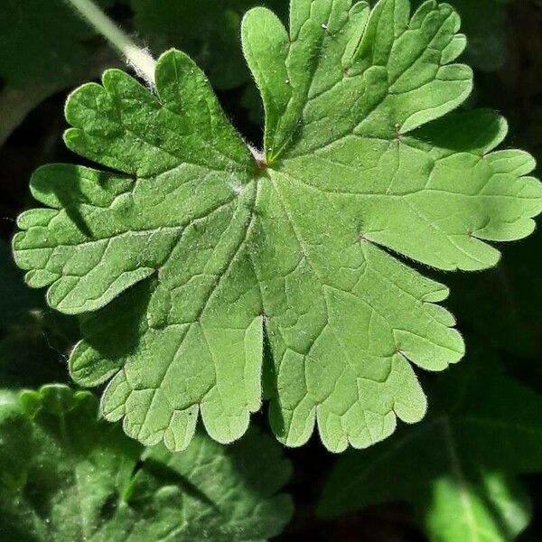 Geranium rotundifolium ഇല