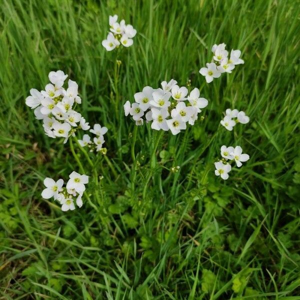 Cardamine pratensis Flower