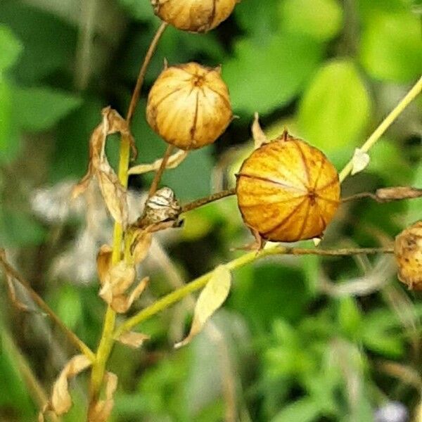 Linum usitatissimum Fruto