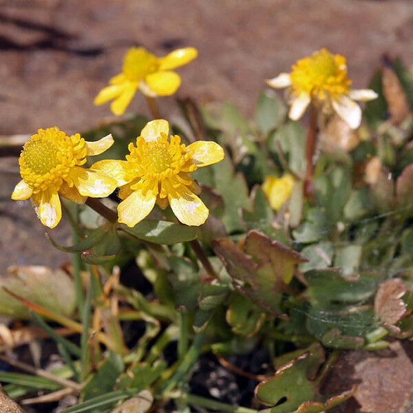 Ranunculus eschscholtzii 形态