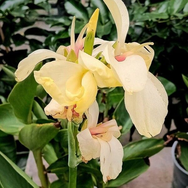 Canna × hybrida Blüte