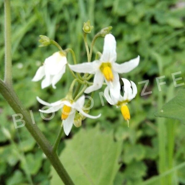 Solanum douglasii Цветок