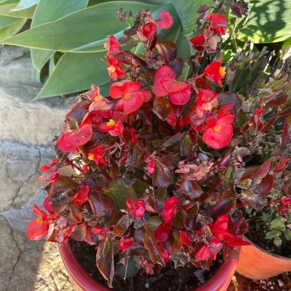 Begonia cucullata Flower