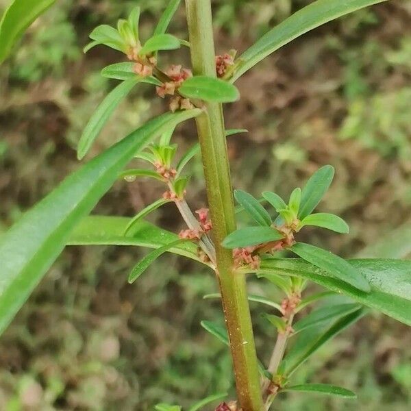 Ammannia baccifera Cvet