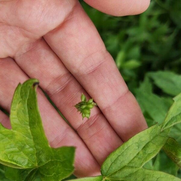 Anemonastrum canadense Fruit