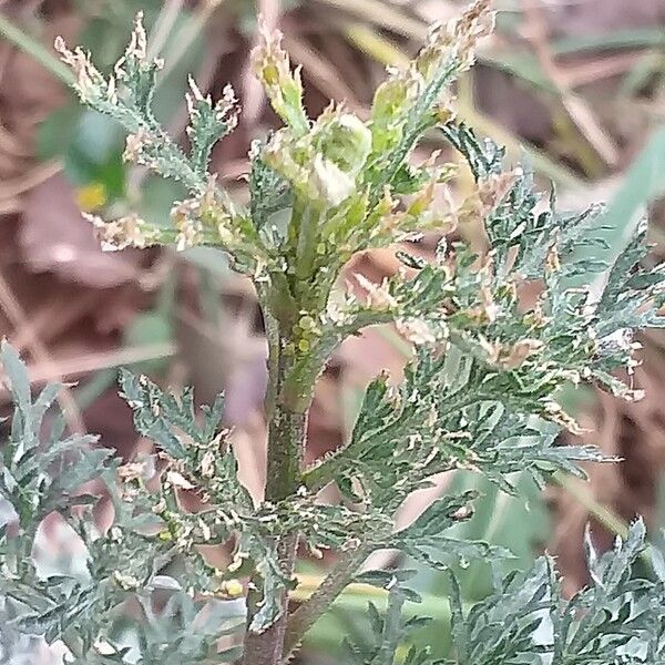 Parthenium hysterophorus ᱛᱟᱦᱮᱸ