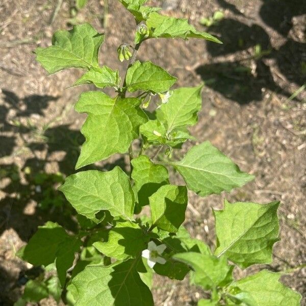 Solanum physalifolium Yeri