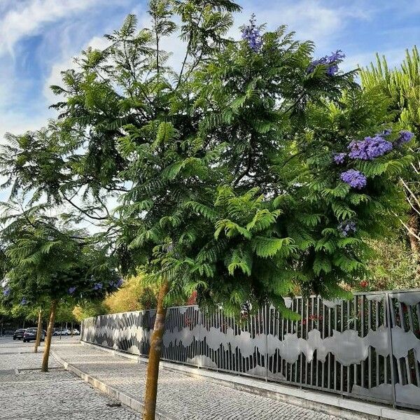 Jacaranda mimosifolia Hábito