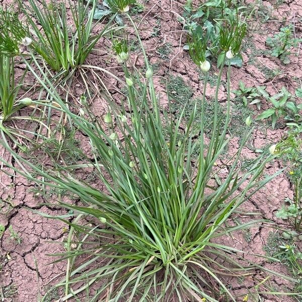 Allium vineale Habit