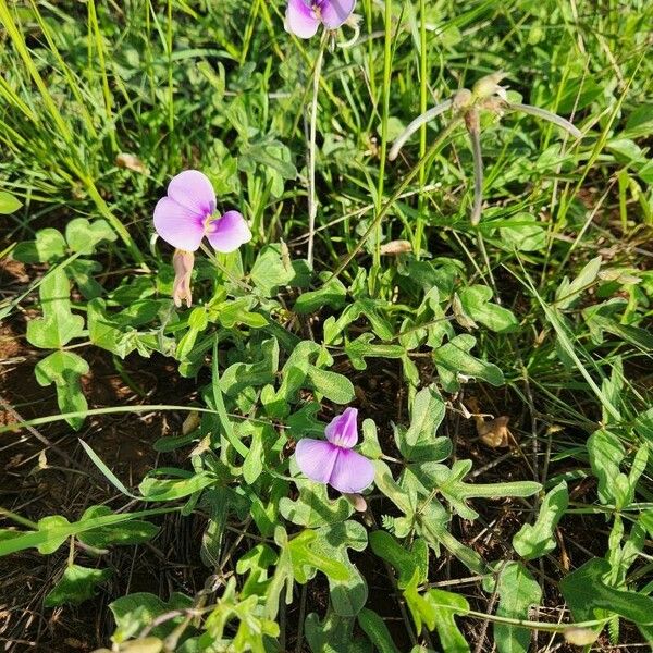 Vigna frutescens Blomma