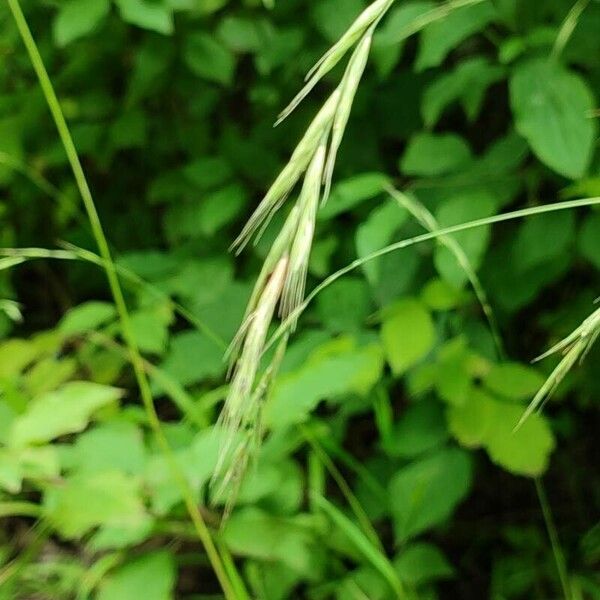 Bromus ramosus Цветок