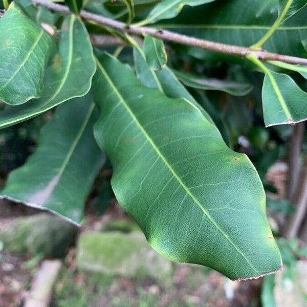 Macadamia integrifolia 葉