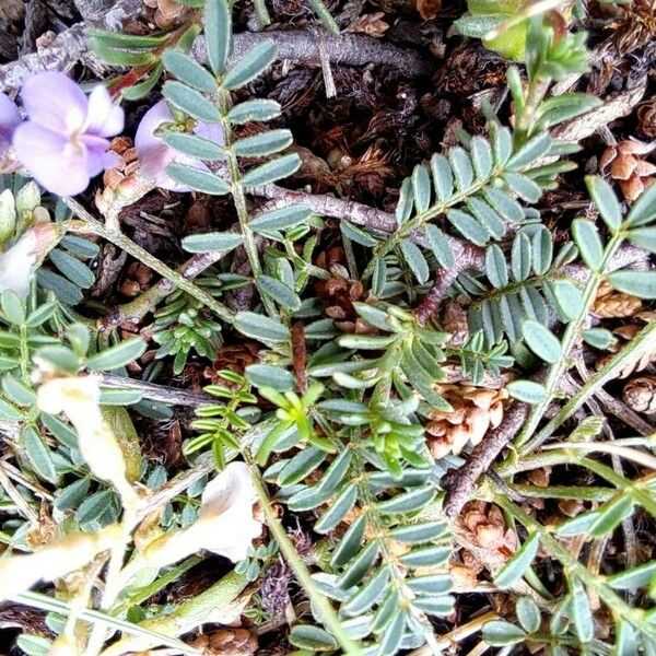 Astragalus austriacus Bloem