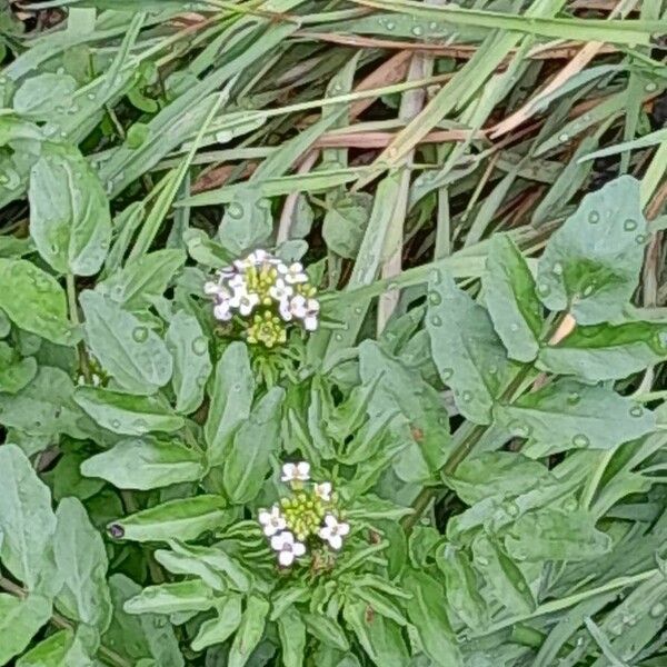 Nasturtium officinale फूल