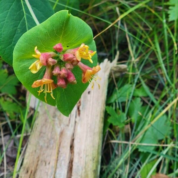 Lonicera dioica Květ