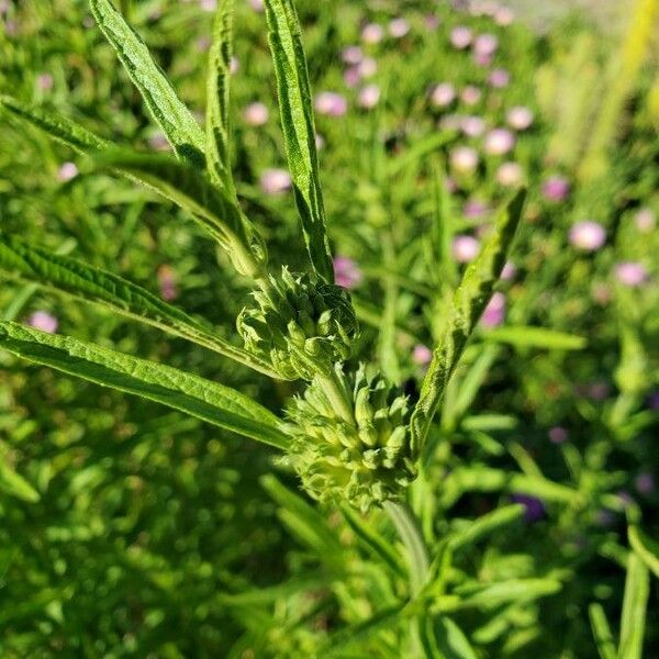 Leonotis leonurus Flower