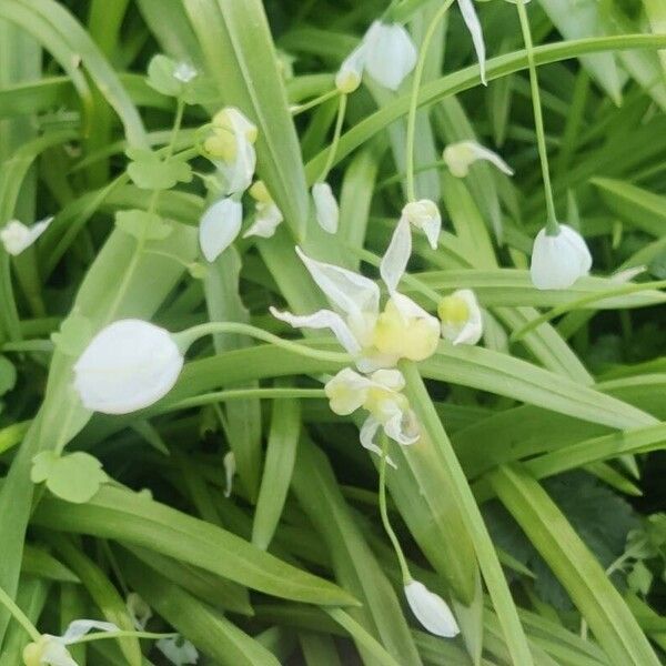 Allium paradoxum ᱵᱟᱦᱟ