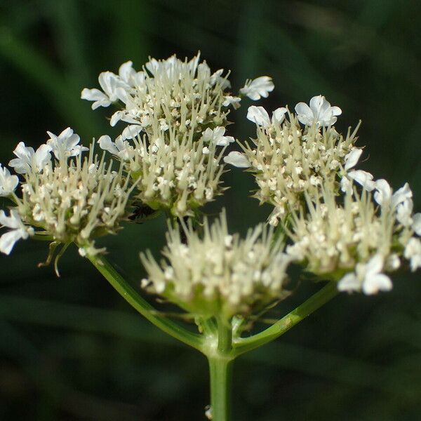 Oenanthe pimpinelloides Flor