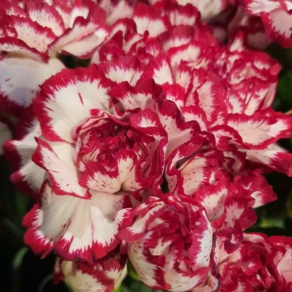 Dianthus caryophyllus Vivejo