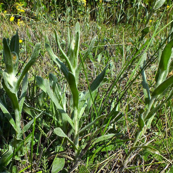 Helichrysum arenarium 葉