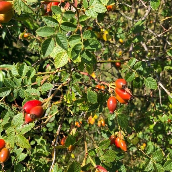 Rosa canina Fruit