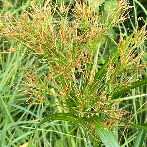 Cyperus articulatus ഇല