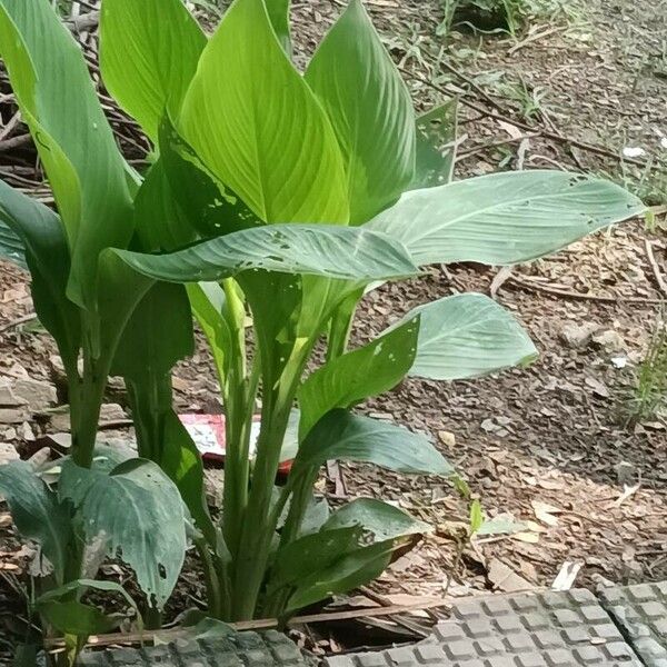 Canna flaccida Blatt