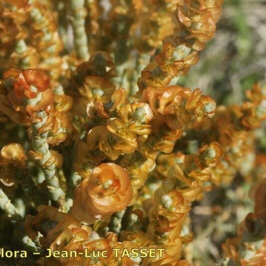 Anabasis articulata മറ്റ്