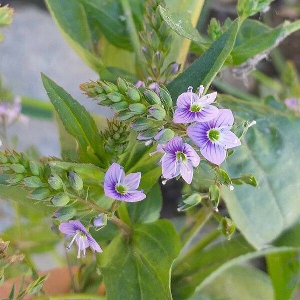 Veronica anagallis-aquatica Kvet