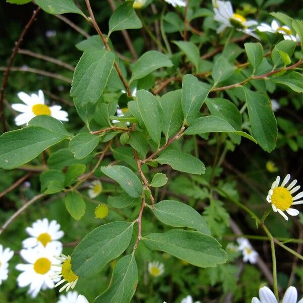 Spiraea blumei