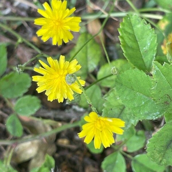 Crepis capillaris Цветок