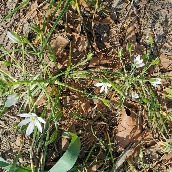 Ornithogalum orthophyllum Yeri