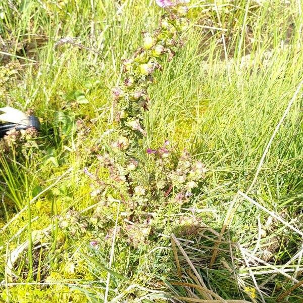 Pedicularis palustris ᱵᱟᱦᱟ