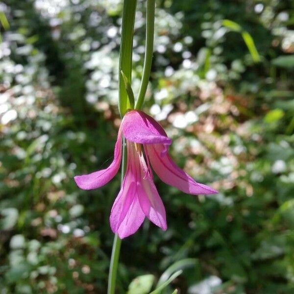 Gladiolus italicus Flower