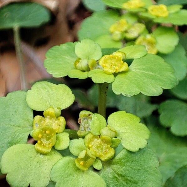 Chrysosplenium alternifolium पत्ता