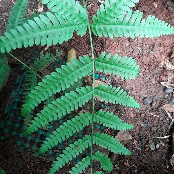 Pteris fauriei Leaf