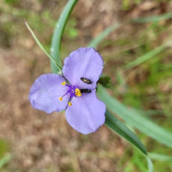 Tradescantia ohiensis ফুল