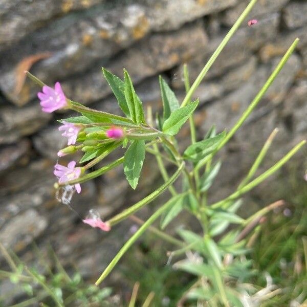 Epilobium ciliatum Floare