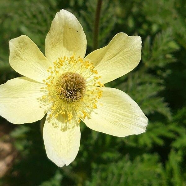 Pulsatilla alpina Blodyn